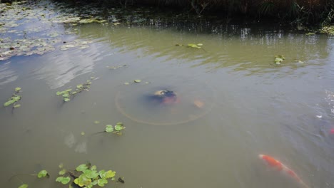 Monstruo-Del-Folclore-Japonés-Kappa-Escondido-En-El-Estanque-Del-Parque-Fukusaki