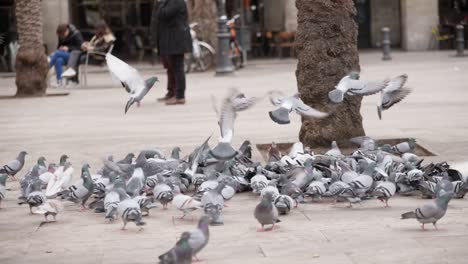 pigeons gather near tree in barcelona square, slow motion view