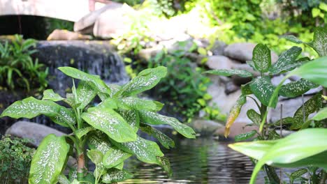 green foliage with a small cascading waterfall