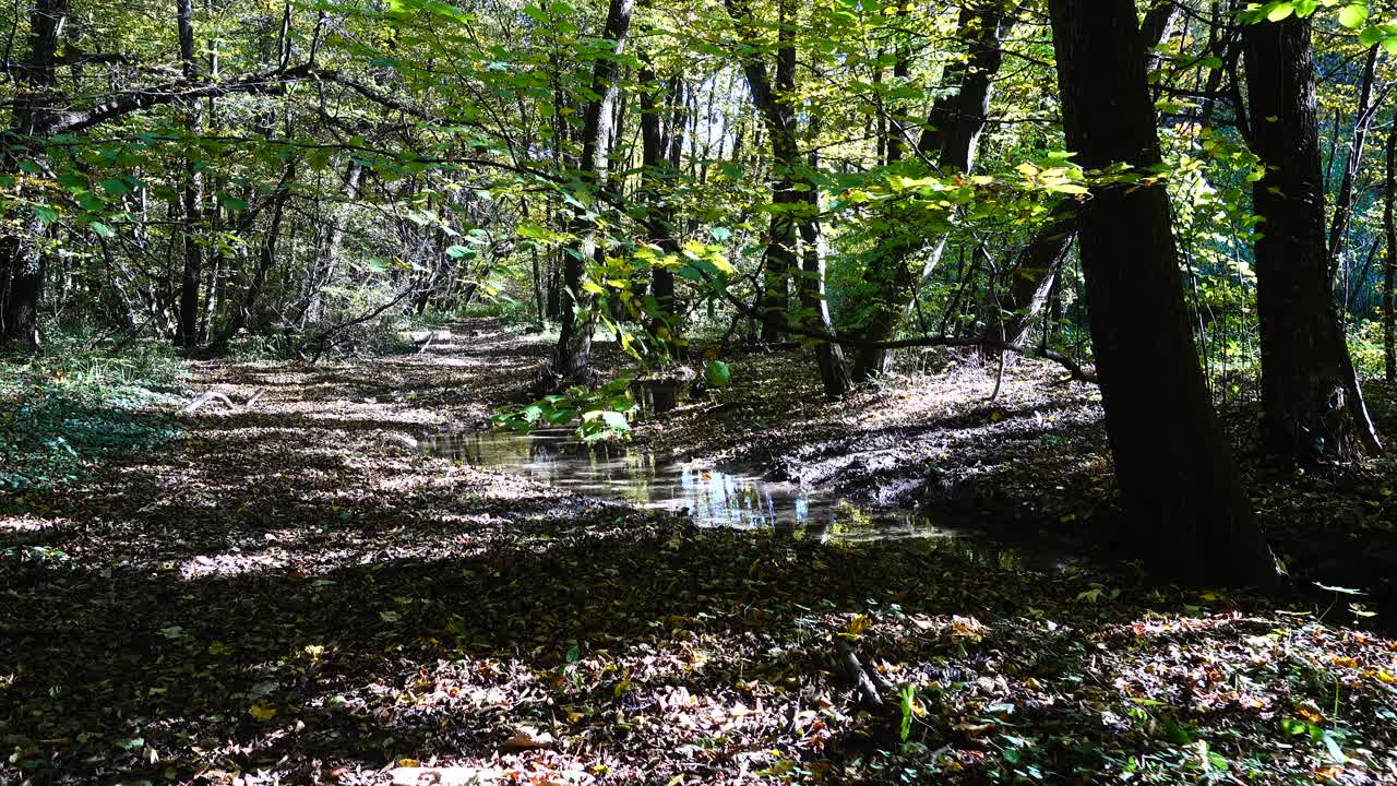 Foresta autunnale. Riprese in movimento