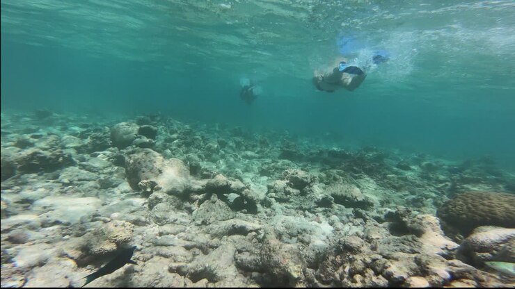 Snorkling på Maldiverne.