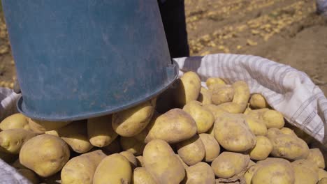 Gathering-potatoes-in-the-field.