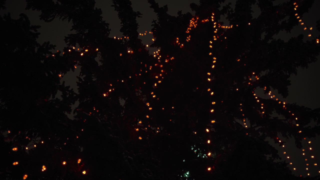 Colorful garland on a big pine tree