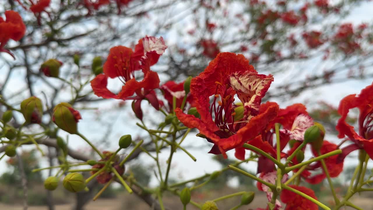 closeup shot of a branch full of vibrant red Gulmohar (Delonix regia) flower