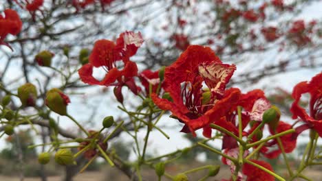 closeup shot of a branch full of vibrant red gulmohar (delonix regia) flower