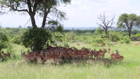 Toda-La-Manada-De-Impalas-Se-Amontonan-A-La-Sombra-De-Un-Solo-Gran-árbol-En-Kruger-Np