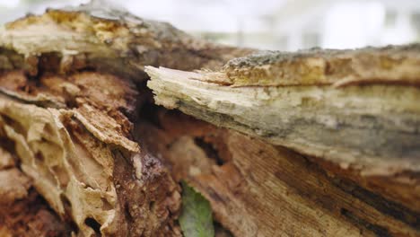 una rama de roble podrida de cerca