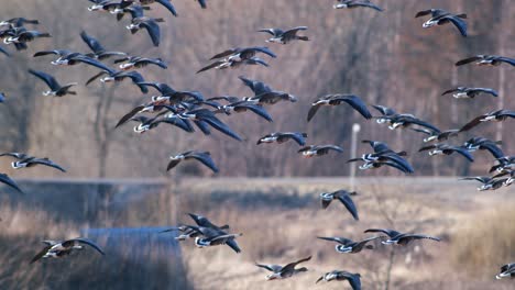 una gran bandada de gansos albifrones de frente blanca en el campo de trigo de invierno durante la migración de primavera