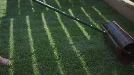 roll of new natural grass turf installed by professional gardener. landscaping industry.