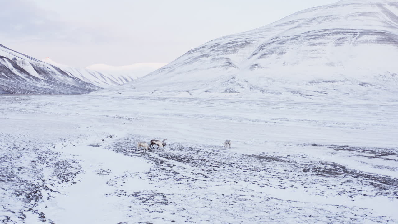 pequeño grupo de renos alimentándose en la tundra montañosa cubierta de nieve fresca