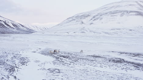 Kleine-Gruppe-Von-Rentieren,-Die-Sich-In-Frisch-Verschneiter-Bergtundra-Ernähren