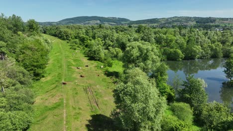 kühe ruhen auf der weide am fluss, feuchten flussufer, waldökosystem, luftansicht