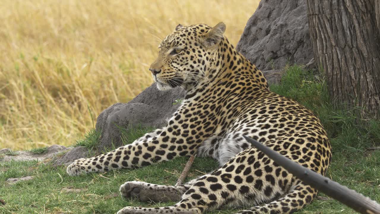 leopardo descansando junto a un árbol, acaba de terminar de comer de un antílope, cuerno de presa en el marco