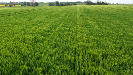 Un-Vuelo-De-Drones-Sobre-Un-Campo-De-Maíz-Verde-En-Mayo