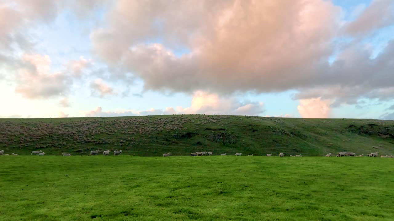 해가 지는 동안 언덕에서 양들이 먹이를 먹고 있다