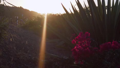 el sol brilla cuando se acerca el anochecer y los pájaros toman su último vuelo del día