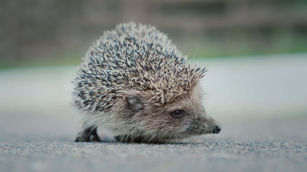Ein kleiner, wehrloser Igel auf dem Asphalt blickt in die Kamera, sein Gesicht und seine Nase sind deutlich zu sehen