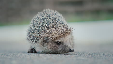 Ein-Kleiner-Wehrloser-Igel-Auf-Dem-Asphalt-Schaut-In-Die-Kamera-Man-Sieht-Deutlich-Sein-Gesicht-Und-Seine-Nase