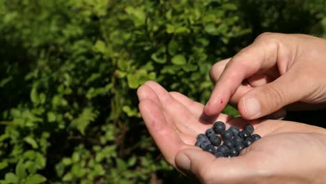 hand picking fresh blueberries in forest, handful of bilberries, close up