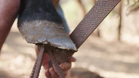 ranch hand files horse hoof on farm