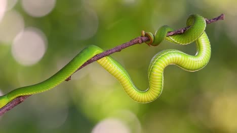 la víbora de labios blancos es una víbora venenosa endémica del sudeste asiático y a menudo se encuentra durante la noche esperando en una rama o rama de un árbol cerca de un cuerpo de agua con muchos alimentos