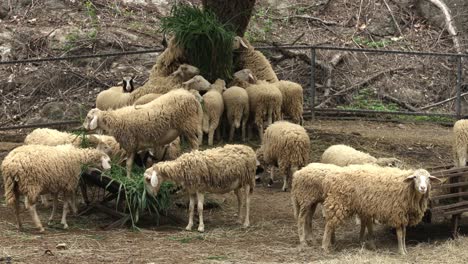 A-flock-of-sheep-is-eating-hay-in-a-sheepfold-at-a-zoo