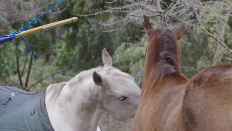 horses playing and kissing each other on ranch