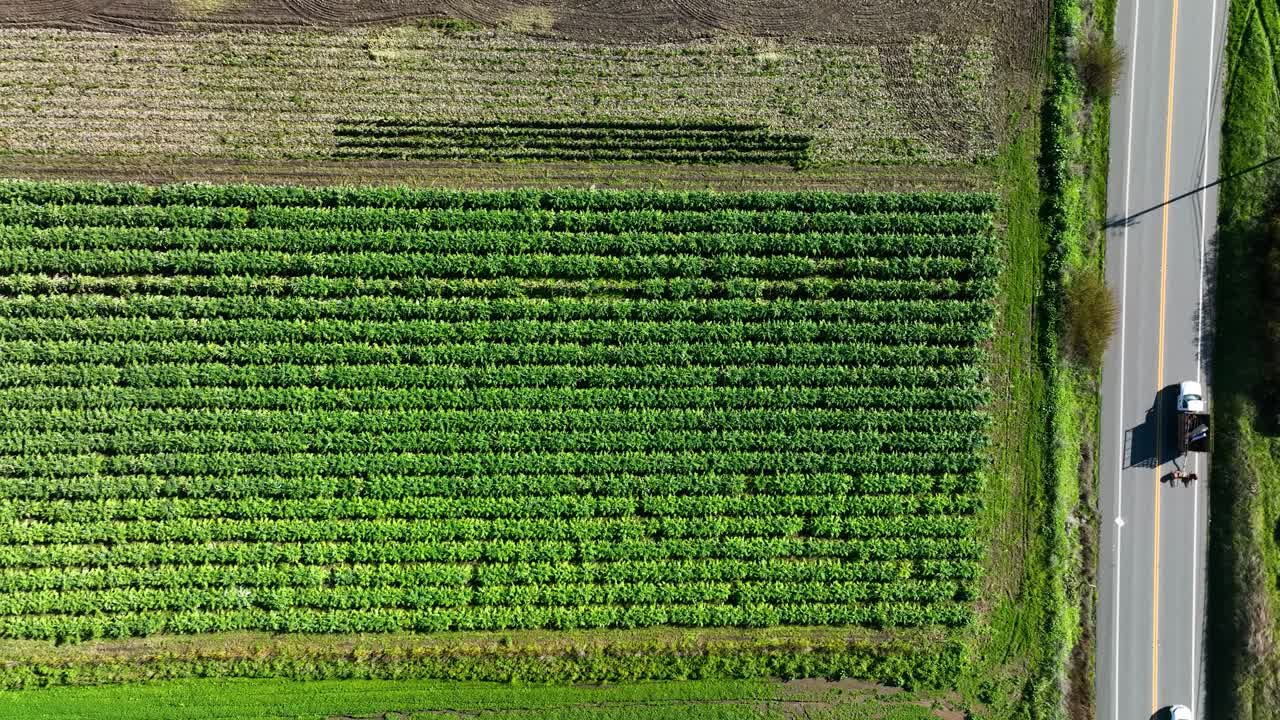 vista de arriba hacia abajo del campo de lechuga a lo largo de la autopista 1, california