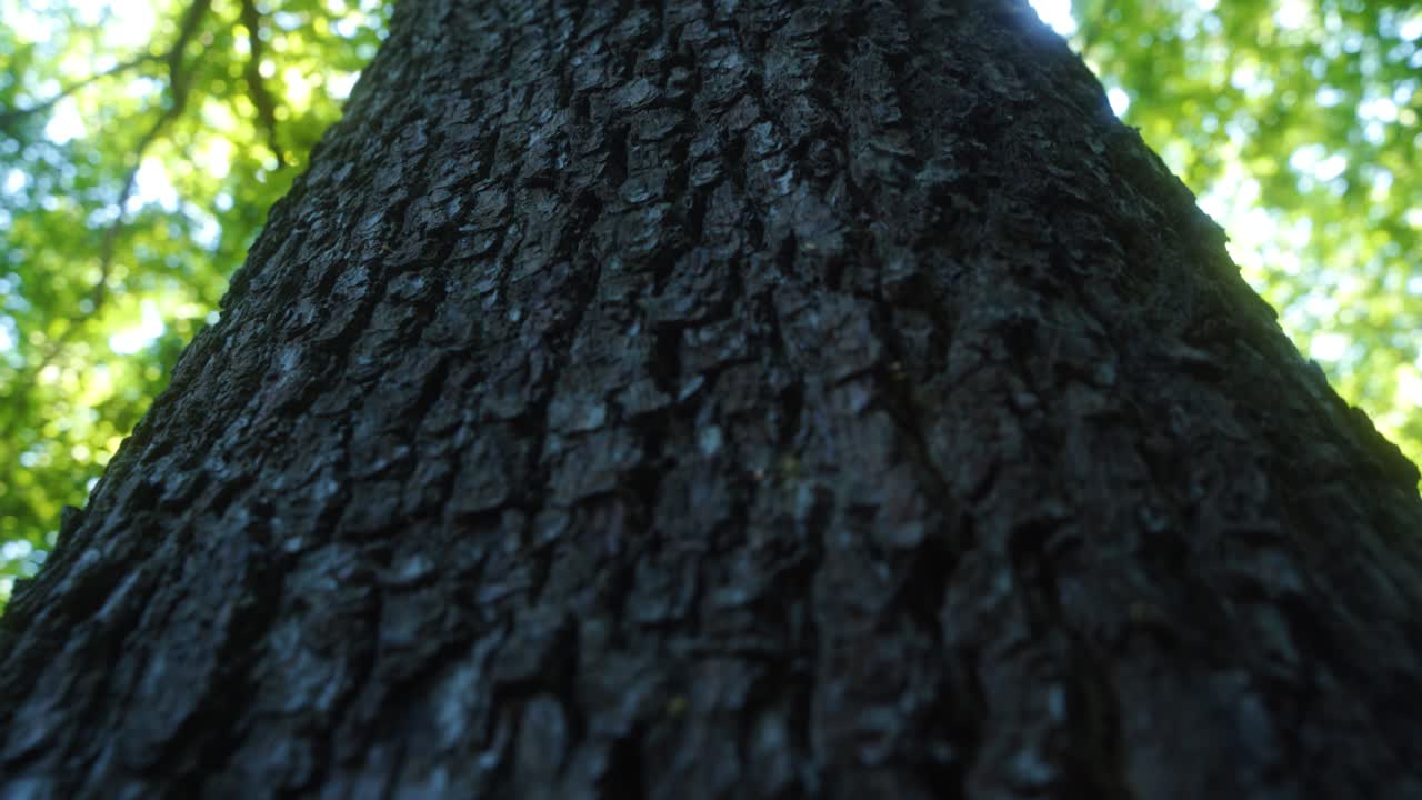 Ripresa a mano libera di un tronco d'albero.