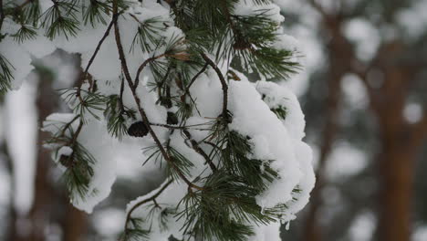 Nahaufnahme-Einer-Mit-Schnee-Bedeckten-Kiefer