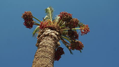 Palm-tree