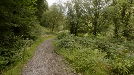 wide shot of forest path by the afan river in the afanvalley