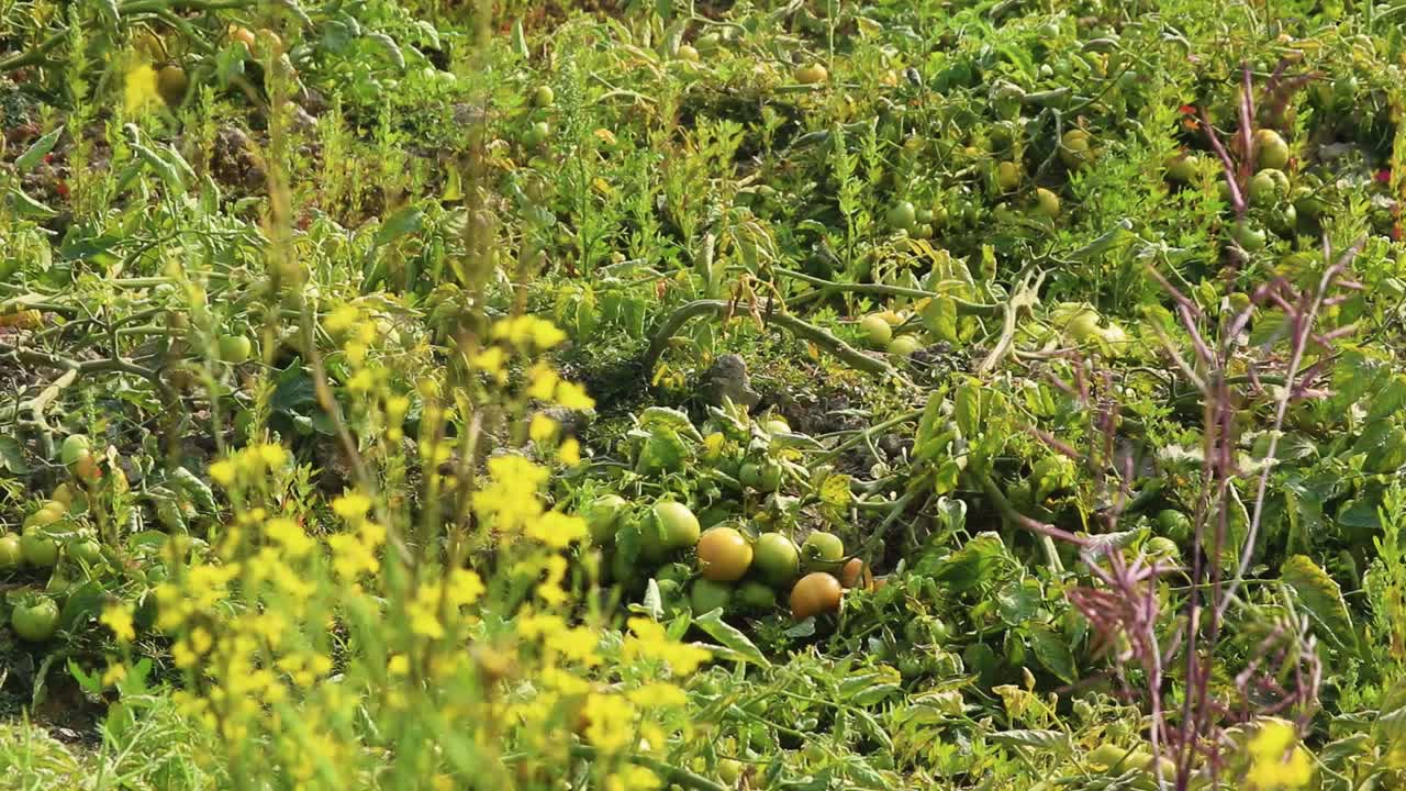 tomates sin madurar en el campo agrícola con plantas en primer plano moviéndose en el viento