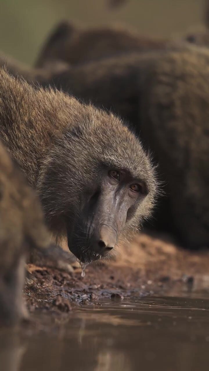 Babbuini in primo piano che bevono in una pozza d'acqua in Kenya, animali del safari in Africa ripresi dal basso, fauna selvatica e natura africana, video verticale per i social media.