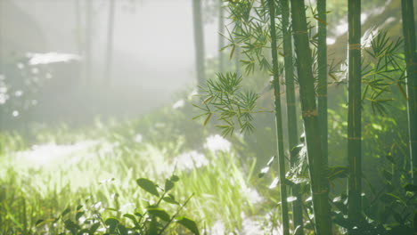 Sol-En-La-Niebla-De-La-Mañana-Bosque-De-Bambú