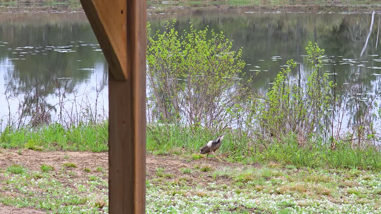 Crane bird Demoiselle migratory species wildlife nature near lake outdoor Canada