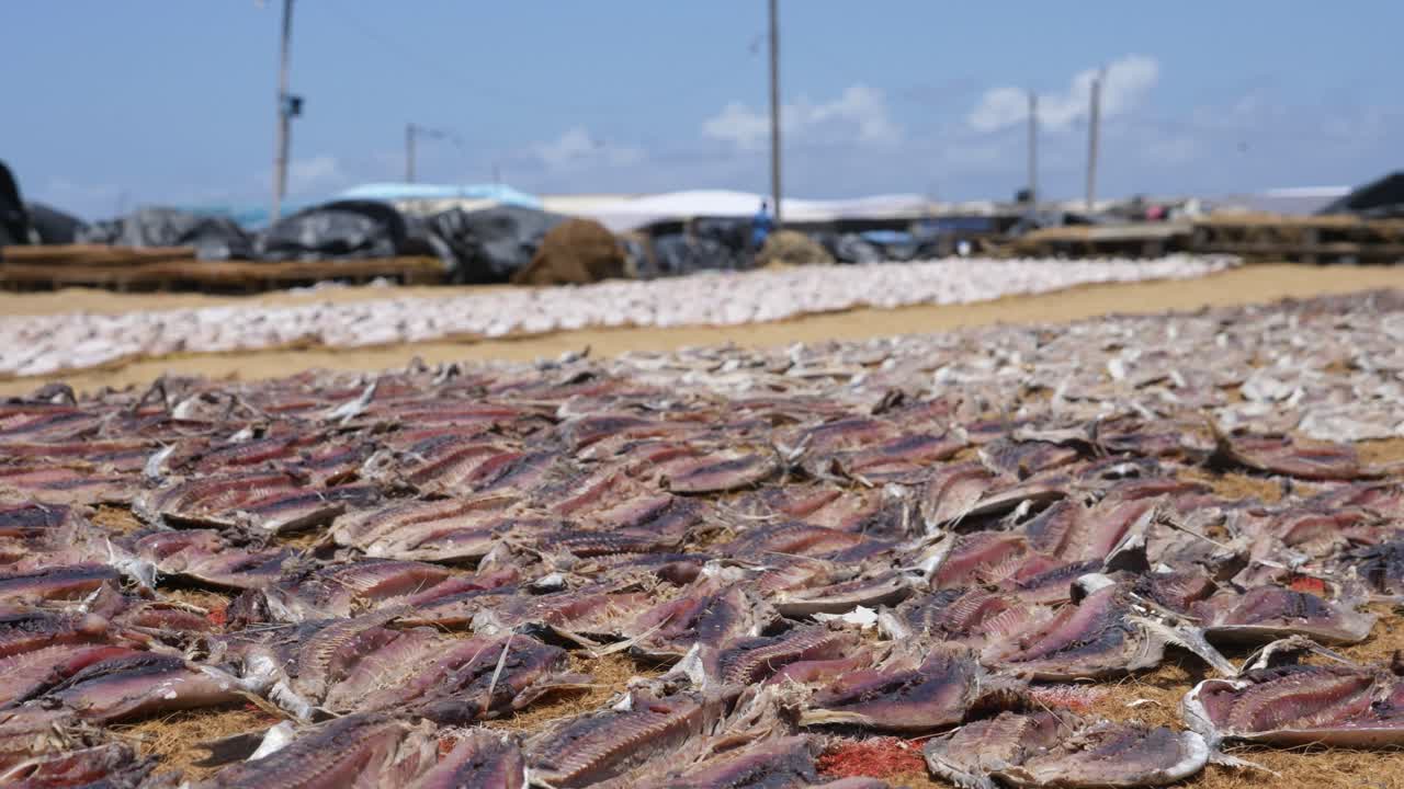 Lots of fishes being dried in the sun by the shore at the local fish market in Negombo, Sri Lanka