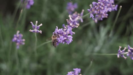 Las-Abejas-Recolectan-Néctar-En-Hermosas-Flores-De-Lavanda-En-Medio-De-Un-Hermoso-Parque-En-Italia