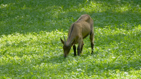 Junge-Babyziege,-Die-Bei-Sonnenlicht-Auf-Der-Grünen-Weide-In-Der-Wildnis-Weidet,-Aus-Nächster-Nähe---Kanton-Wallis,-Schweiz