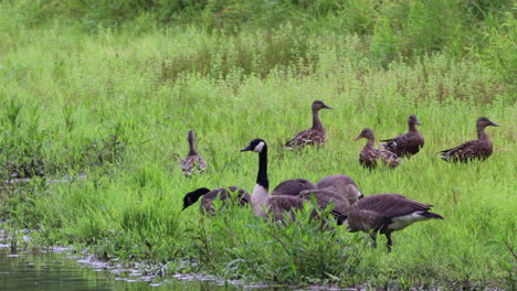 Einige-Enten-Und-Gänse-Am-Ufer-Eines-Kleinen-Sees