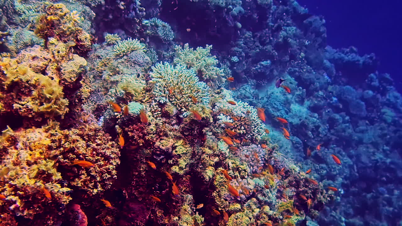 Beautiful orange fish swimming among colorful corals in a beautiful underwater shot