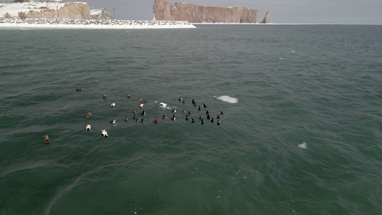 un grupo de patos nadando en el océano en invierno en quebec, canadá