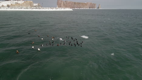Eine-Gruppe-Enten-Schwimmt-Im-Winter-Auf-Dem-Meer-In-Quebec,-Kanada