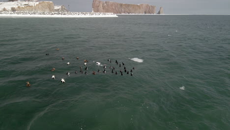 a group of ducks swimming on the ocean in winter in quebec, canada