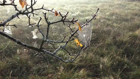 cobweb on a branch, morning dew,design