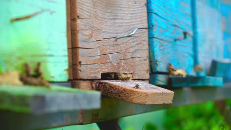 cinematic shot of a tired bee with pollen trying to enter in the hive