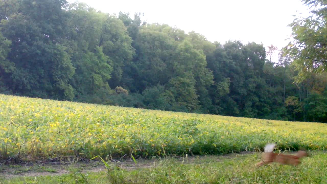 가을 초 상부 중서부에서 두 마리의 1살 새끼가 콩 ⁇ 에서 먹이를 먹고 멀리 도망치고 있습니다.