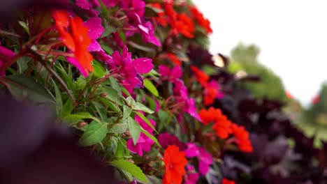 Spring-flowers-in-windy-weather---colorful-shot