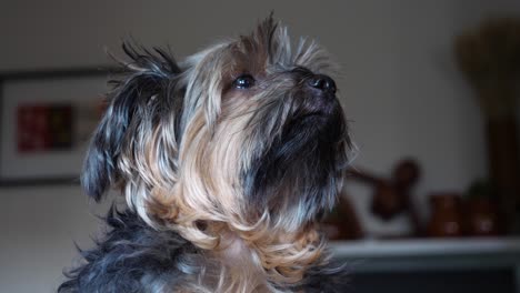 Stoischer-Yorkie-Hund,-Der-Nach-Oben-Schaut---Modellierung-Des-Yorkshire-Terriers-Im-Innenbereich,-Nahaufnahme-Im-Gesicht