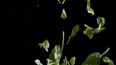spinach leaves falling on black background